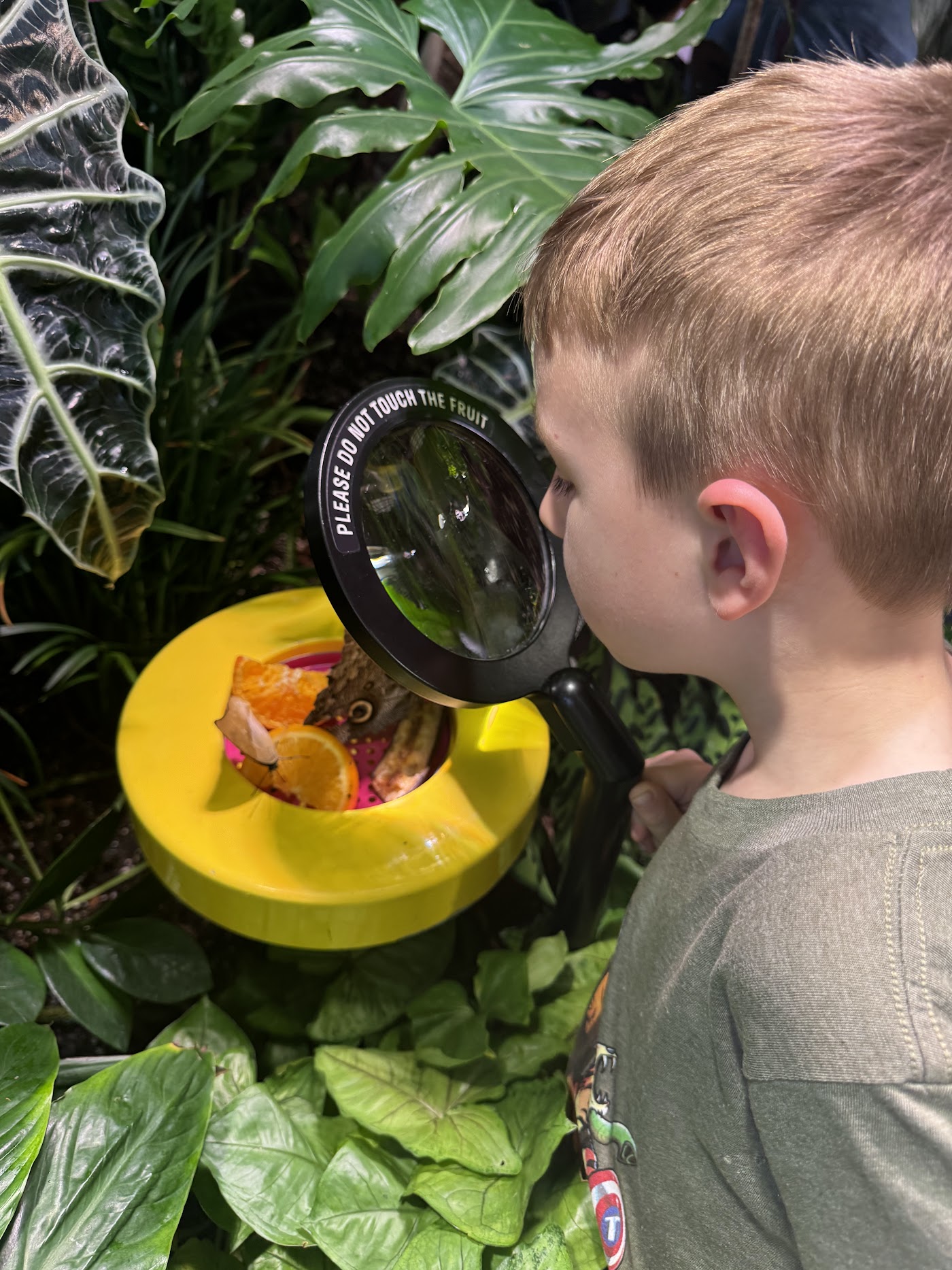 A boy watching a dark butterfly on a yellow feeding tray among the plants.