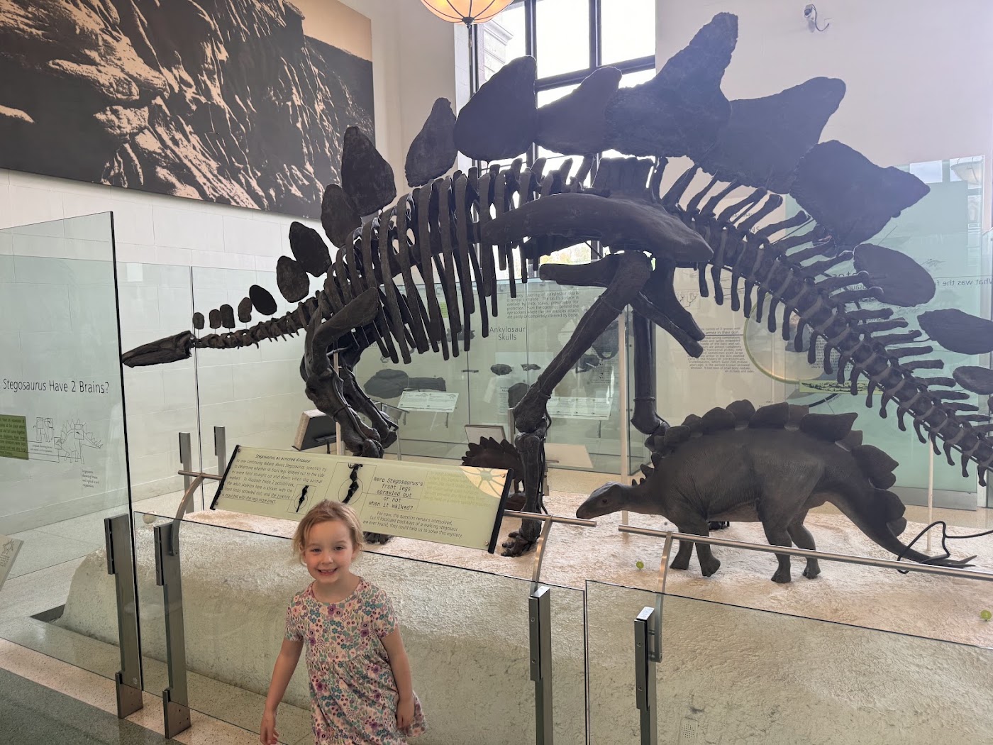 A girl standing beside a mounted Stegosaurus skeleton in a bright gallery.