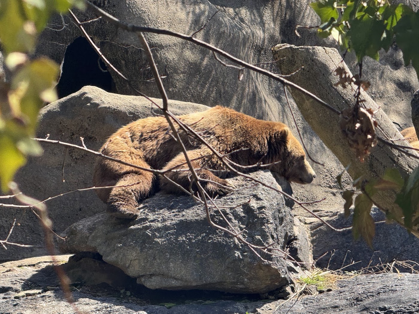 A large brown bear stretched out on rocks behind glass.