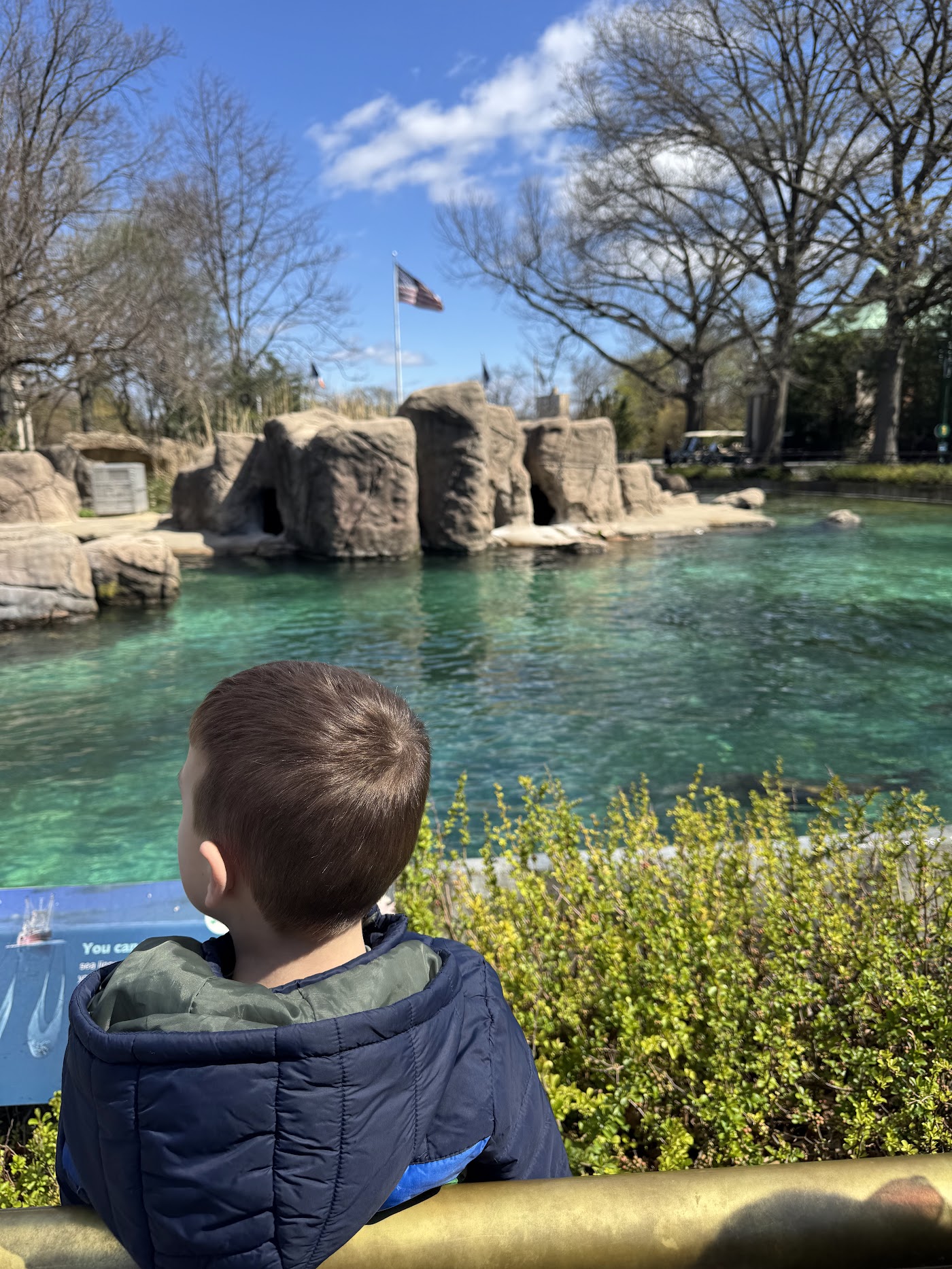 A boy at a railing watching the sea lion pool, with trees and the pool's rocky islands behind.