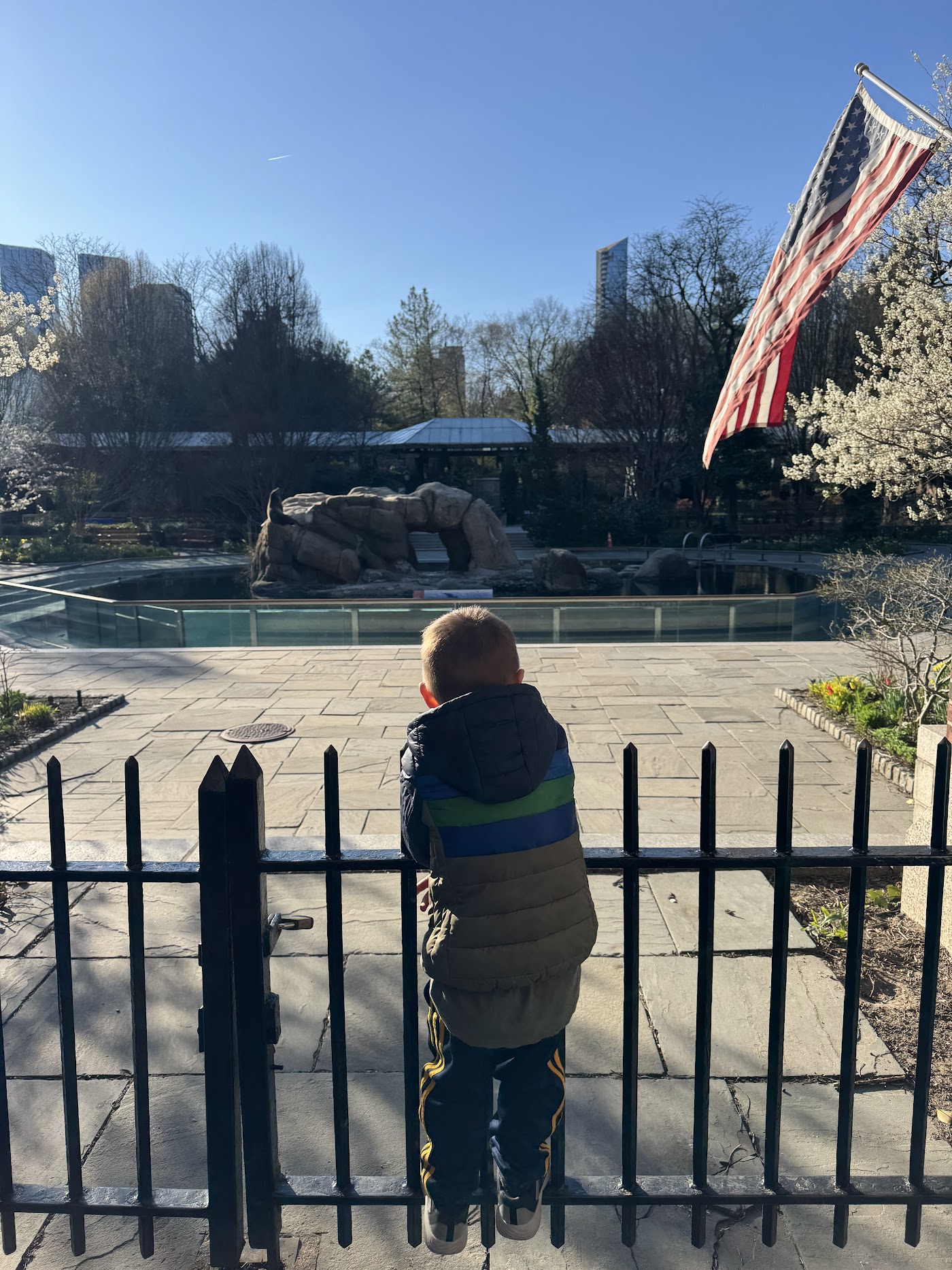 A child at a black railing looking in at the Central Park Zoo's pool and flags.