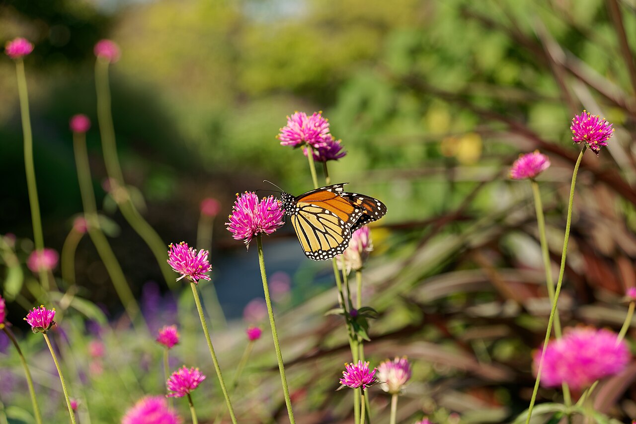 Butterfly in Conservatory Garden, Central Park, New York City, 1539