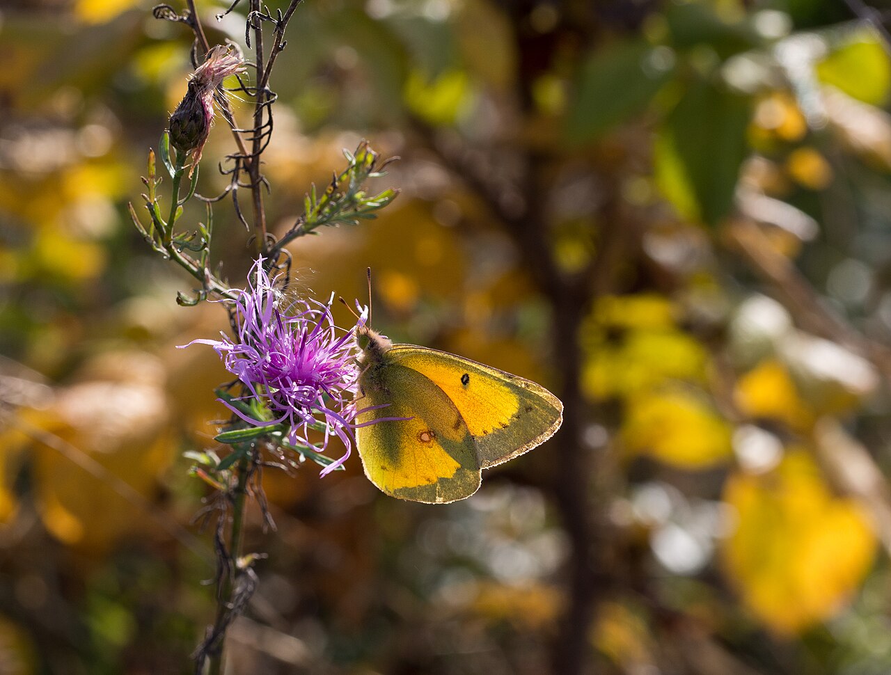 Butterfly in Jamaica Bay Wildlife Refuge (41144)