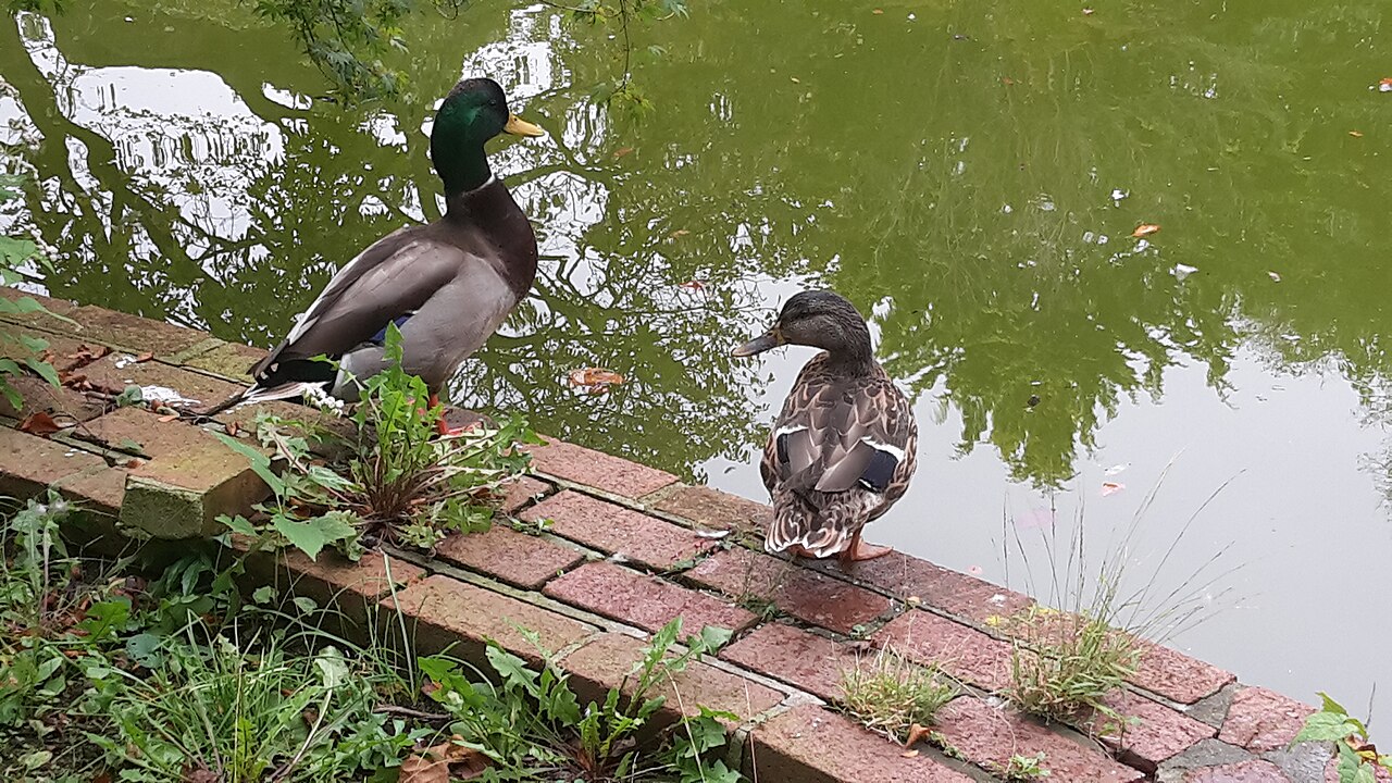Snug Harbor Cultural Center and Botanical Garden, ducks at the pond